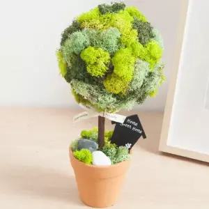 아트박스/플라워트리 스칸디아모스 공기정화식물 화분 나무토분 set 30cm
