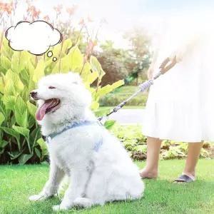 하네스 액세서리 안전 목줄 가슴줄 손잡이 로프 가죽 다리 그레이 블랙 핑크 야외 휴식 산책