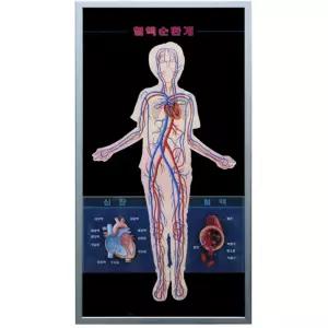 초등 과학 우리몸 순환기간 생김새와 하는일 심장 혈액이동 판넬 모형 병원 청소년
