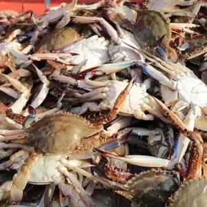 국내산 알배기 활 암꽃게 1kg 3-5미