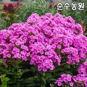 프록스 모종, 차가프록스(분홍) 15cm포트 1개/후록스/플록스/풀협죽도