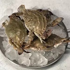 [자연맛남][산지직송] 국내산 제철 활 암꽃게 2kg 6-10미