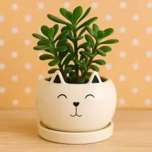 아기 고양이 미니 사이즈 실내 인테리어 악세사리 작은 동물 미니어처