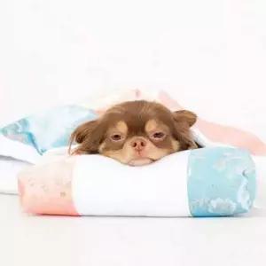 반려동물 침낭 잠자리 고양이 강아지 이불 침구 반려동물침구세트