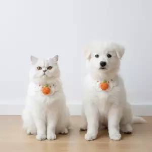 강아지 고양이 레이스 리본 플라워 진주 스카프 케이프