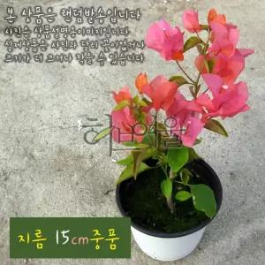 부겐베리아 주황 (오렌지) 지름 15cm 중품화분