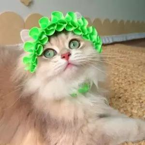 [에이치플러스몰]여름 고양이 프릴 모자 사진 고양이 촬영 모자 반려동물 메쉬