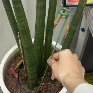 지지대 화초 화분 식물지지대 식물 토마토 꽃 37cm
