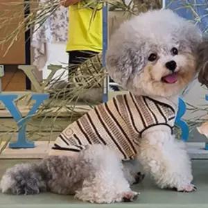 강아지 스트라이프 니트 조끼 1P 편한 티셔츠 겨울