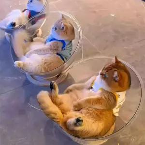 고양이 투명 침대 반려묘 둥지 아크릴 해먹