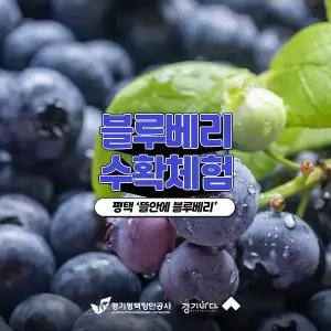 [2026 경기바다] 뜰안에 블루베리 농장(수확) 체험