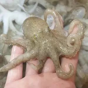 활 쭈꾸미 1kg