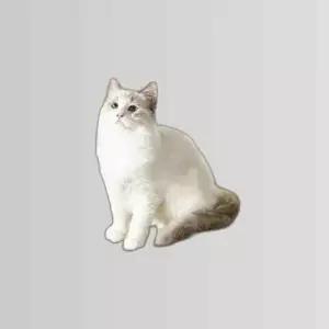 고강도 고양이 장난감 고양이 스크래쳐 소파보호용품