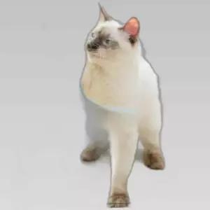 고양이 캣 장난감 방울 낚시대
