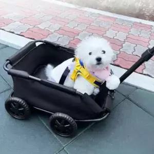 강아지 미니 유모차