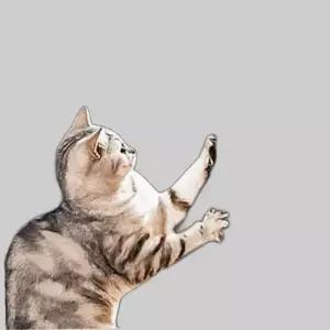 고양이 스크래치 패드 30x29 벽 DD-12823 스크래쳐