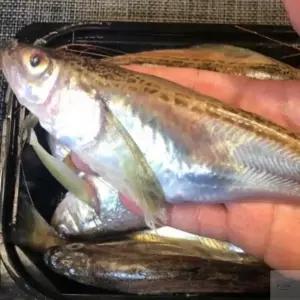 온리진 냉동 도루묵 1kg 바다생선 도루묵구이