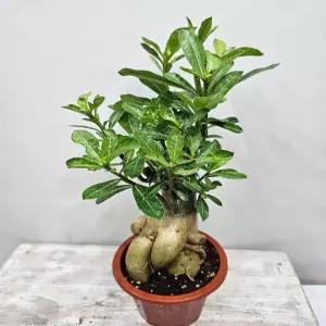 석화(사막의장미)대품 인삼벤자민모형 높이 30~50cm