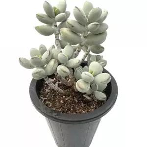 베하몰 실내 화초 방울복랑 다육이 28cm/학교/홈가드닝/선물용/화분/식물/재배/기르기/인테리어/가정용