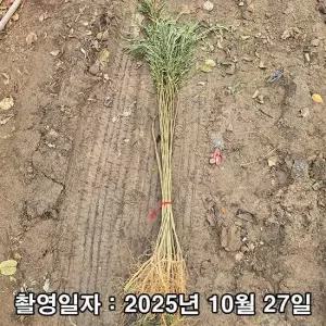 자귀나무 실생2년 뿌리묘