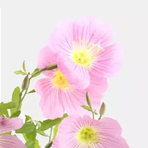 향달맞이 소품 꽃 모종 화분 야생화 향기나는 식물