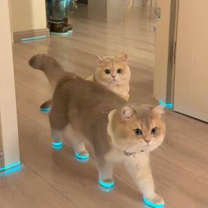 고양이 발광 신발 스티커 현광 야광 테이프 액세서리 장난감