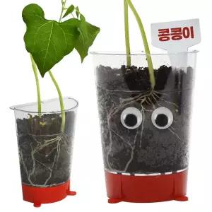 뿌리 관찰 강낭콩 키우기(4명 세트)