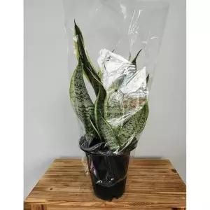 베하몰 실내 화초 산세베리아 슈퍼바 약55cm (23488300)