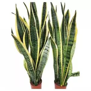 베하몰 실내 화초 1+1 산세베리아 약80cm (38972099)