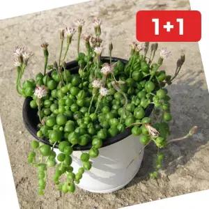 원예 콩난 녹영 지름 15cm 중품다육화분 상토와 (1+1)