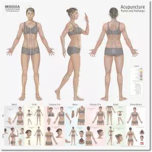 미리디아 침술 차트 - 대형 적층 해부학적 TCM 경락 및 포인트 포스터 클리닉/연구 용도 정확한 명확한