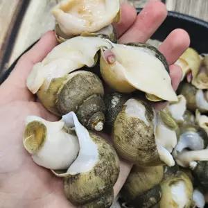국내산 자연산 급냉 골뱅이 3kg 90-150미 내외
