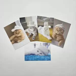 모자쓴 고양이 포토 엽서 5종/카드/감사/감성/학생/어린이/학교/꾸미기/교실/인테리어