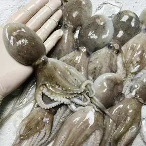 [파인밀] 알배기 활쭈꾸미 1kg 2kg 3kg 서해안 제철 신선 자연산 (시즌상품)