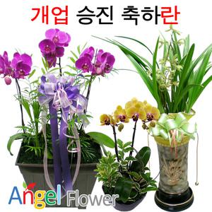 어버이날선물 초특가할인 고급 동양란 서양란 BEST 승진 개업 선물