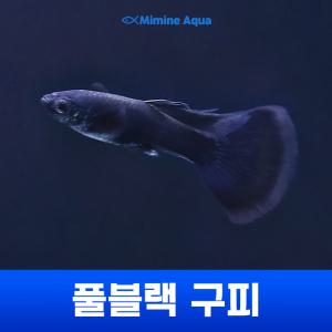 풀 블랙 구피 5+1 마리