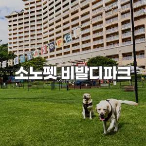 [애견동반리조트] 소노펫 비발디파크 홍천 (반려견동반/강아지/이색체험/애견운동장)