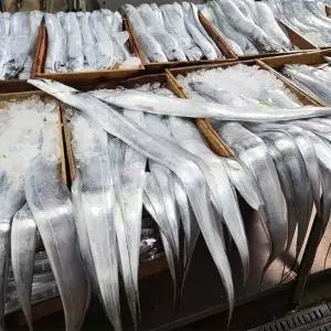 국내산 제주 은갈치 토막갈치 400g23828519588324