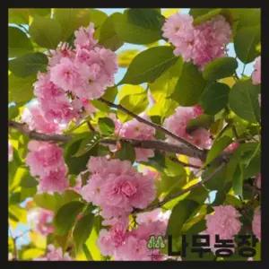 벚나무 묘목 대형벚꽃나무 정원수 겹벚나무 왕벚 일세벚 춘추벚 묘목