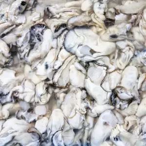 통영 싱싱한 굴 2kg