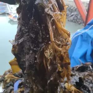산지직송 완도산 물미역 생미역 4kg