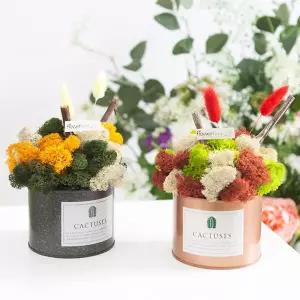 아트박스/플라워트리 스칸디아모스 공기정화식물 화분 믹스캔 set 18cm