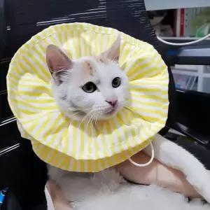 초경량 고양이 중성화 넥카라 핥기 방지 목보호대 깔때기