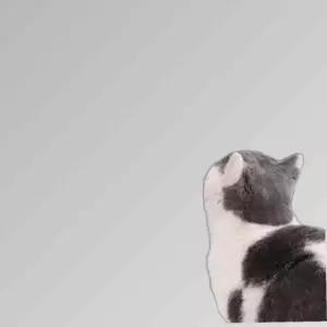 고양이 스크래쳐 벽지 보호 시트 카페트 부착식 x 2M) (40cm