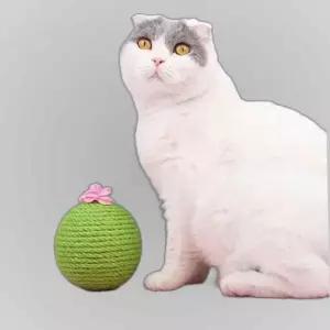 고양이 선인장 볼 스크래쳐 반려묘 장난감 그린