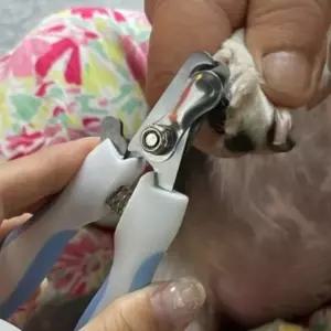 색상랜덤 1개 강아지 고양이 발톱 깎기 깍기 깎이 커 MhD2+9KrC