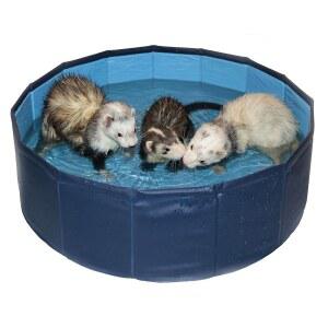 Pet Products 페렛 수영 풀장