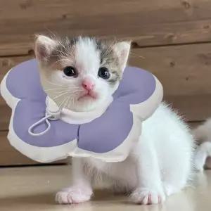 고양이 쿠션 강아지의류 패션 꽃피는 넥카라 강아지 퍼플
