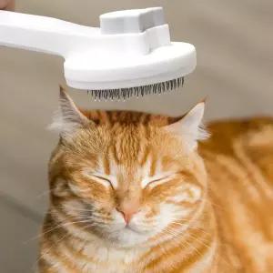 브러시 털제거 강아지 미용 목욕 강아지털빗 고양이