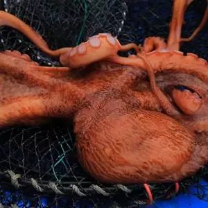 [요리조리][요리조리]국내산 여수 통영 돌문어 1kg 1-3미 내외
